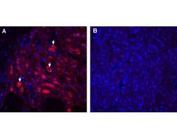 Guinea Pig Anti-5HT2A Receptor (HTR2A) (extracellular) Antibody