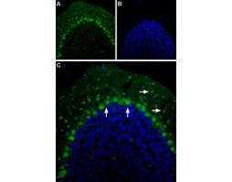 Anti-5HT2B Receptor (HTR2B) (extracellular)-ATTO Fluor-488 Antibody
