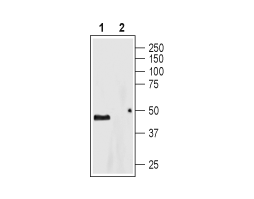 Anti-5HT4 Receptor (HTR4) (extracellular) Antibody