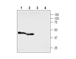 Anti-5HT5B Receptor (HTR5B) (extracellular) Antibody