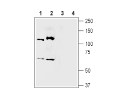 Anti-Semaphorin 3A (SEMA3A) Antibody