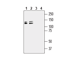 Anti-Semaphorin 4D (SEMA4D) (extracellular) Antibody