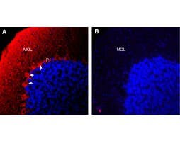 Anti-Semaphorin 6A (extracellular) Antibody