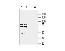 Anti-Semaphorin 7A (SEMA7A) (extracellular) Antibody