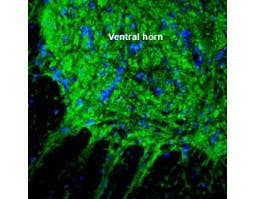 Anti-SLC17A5 (Sialin) Antibody