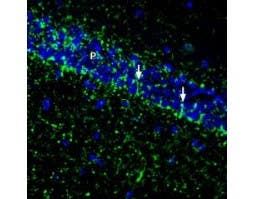 Anti-SVCT2/SLC23A2 (extracellular) Antibody