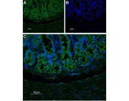 Anti-Neurokinin 1 Receptor (NK1R) (extracellular)-ATTO Fluor-488 Antibody