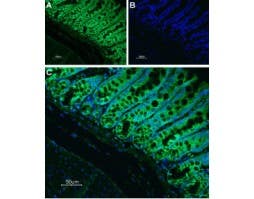 Anti-Neurokinin 1 Receptor (NK1R) (extracellular) Antibody