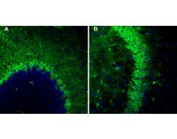 Anti-TSH Receptor (TSHR) (extracellular)-ATTO Fluor-488 Antibody