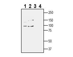 Anti-TYRO3 (extracellular) Antibody