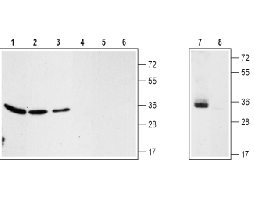 Anti-VDAC Antibody