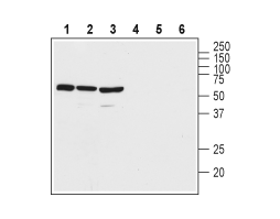 Anti-VPAC2 (VIPR2) (extracellular) Antibody