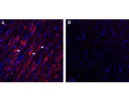 Guinea Pig Anti-Vasopressin V<sub>1A</sub> Receptor (AVPR1A) Antibody