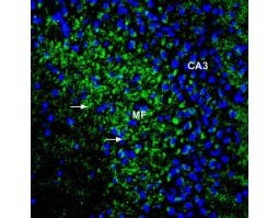 Anti-ZIP1 (SLC39A1) (extracellular) Antibody