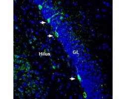 Anti-ZIP8 (SLC39A8) (extracellular) Antibody