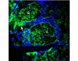 Anti-ZnT1 (SLC30A1) Antibody