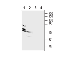 Anti-ZnT2 (SLC30A2) Antibody
