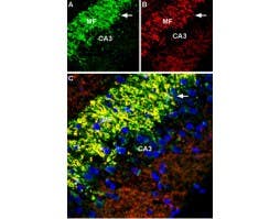 Anti-ZnT3 (SLC30A3) Antibody
