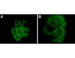 α-Bungarotoxin-ATTO Fluor-488