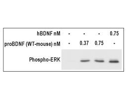 Recombinant mouse proBDNF protein