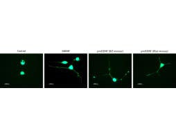 Recombinant mouse proBDNF (cleavage resistant) protein