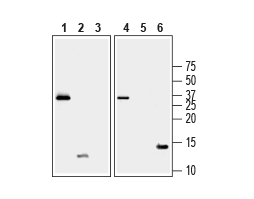 Recombinant human BDNF proDomain protein