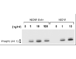 human BDNF-Biotin