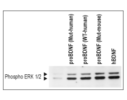 Recombinant human proBDNF (cleavage resistant) protein