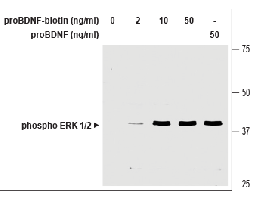 human proBDNF-Biotin