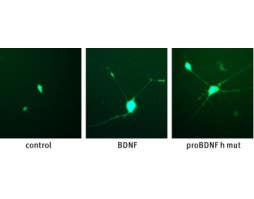 Recombinant human proBDNF (cleavage resistant) protein