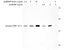 human proBDNF-Biotin