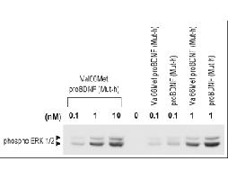 Recombinant human Val66Met proBDNF (cleavage resistant) protein