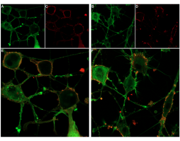 ω-Conotoxin MVIIC-ATTO Fluor 647N