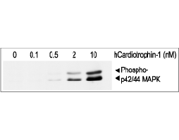 Recombinant human Cardiotrophin-1 protein