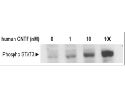 Recombinant human CNTF protein