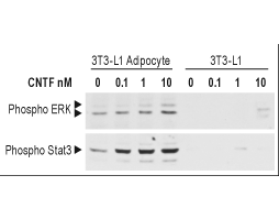 Recombinant rat CNTF protein