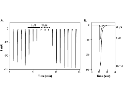 5,7-Dichlorokynurenic acid monohydrate