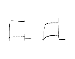 α-Dendrotoxin