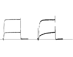β-Dendrotoxin