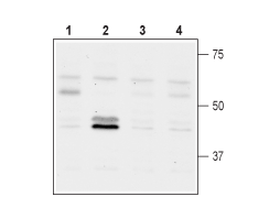 GNF 5837