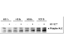 HA-1077