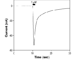 Kainic acid monohydrate