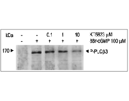 KT5823