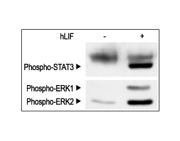 Recombinant human LIF protein