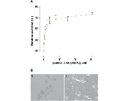 Native mouse NGF 2.5S protein (>95%)