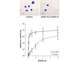Native mouse NGF 7S protein