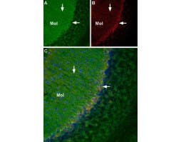 mouse NGF 2.5S-Biotin