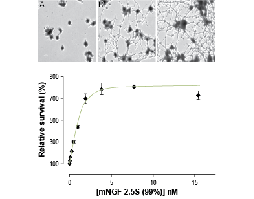 Native mouse NGF 2.5S protein (99%)