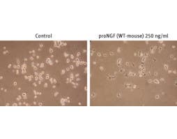 Recombinant mouse proNGF protein