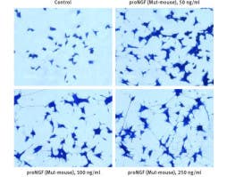 Recombinant mouse proNGF (cleavage resistant) protein
